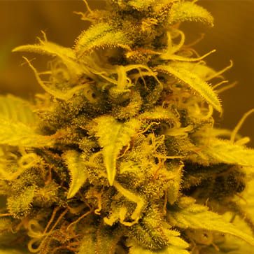 Cannabis seeds Auto AK-49 Feminised Silver - 500 pcs